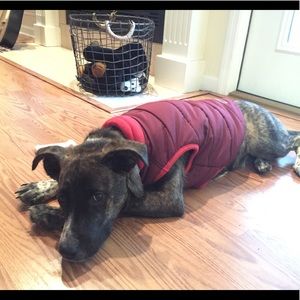 Eddie Bauer pet vest